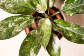 Aglaonema x variegata "Siam Jade"